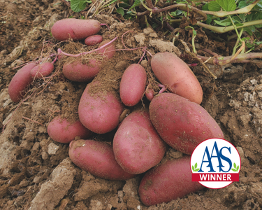 Clancy Hybrid Potato Seeds